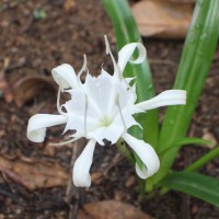 Pancratium